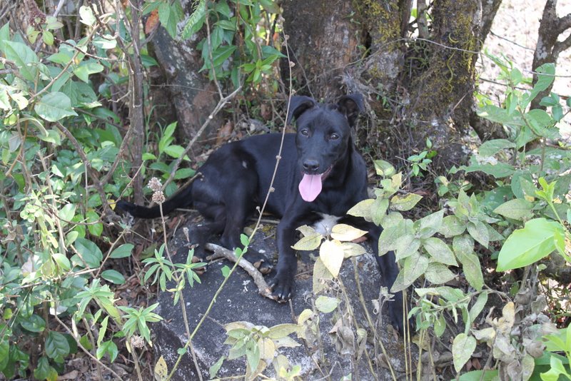 Gundu. The dog followed us almost all the way.
